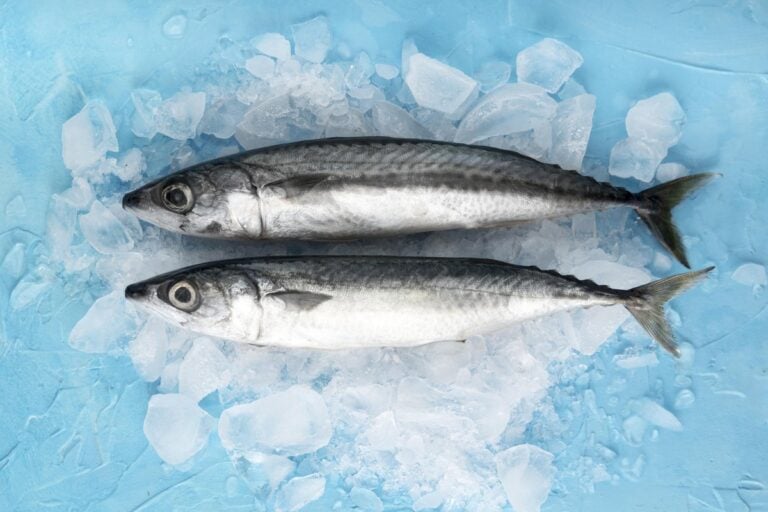 Deux maquereaux crus sur de la glace pilée