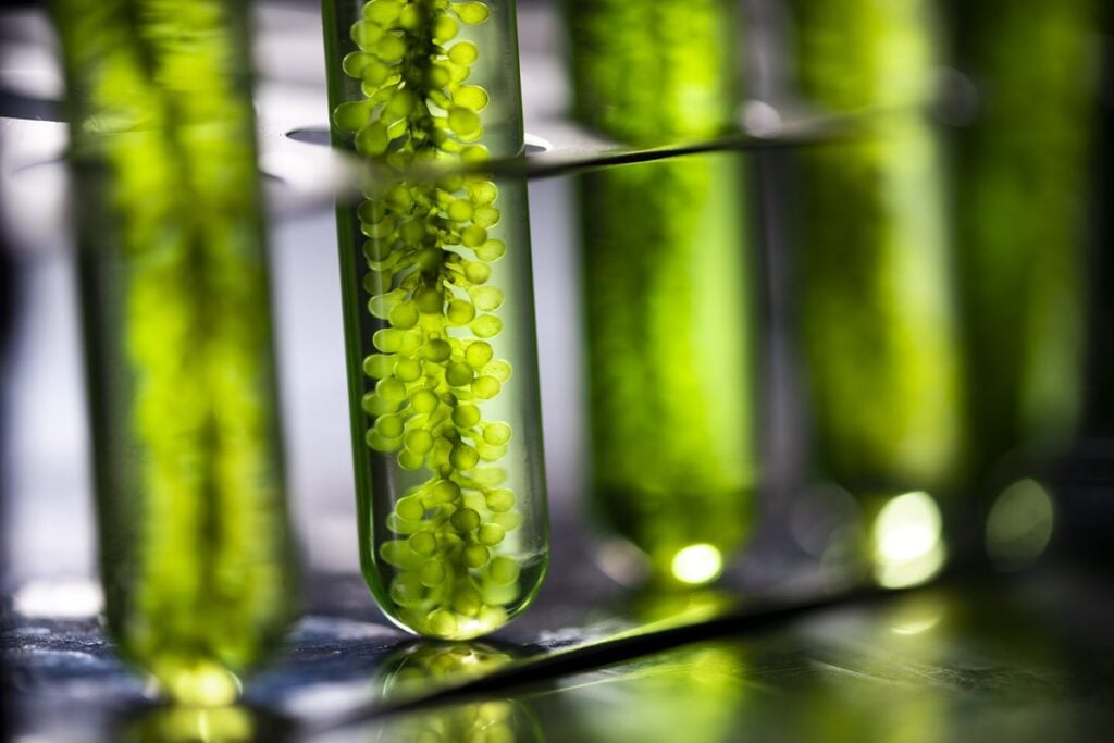Culture d’algues vertes dans des tubes à essai en laboratoire