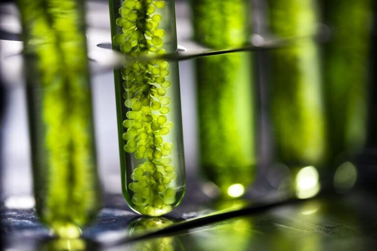 Culture d’algues vertes dans des tubes à essai en laboratoire